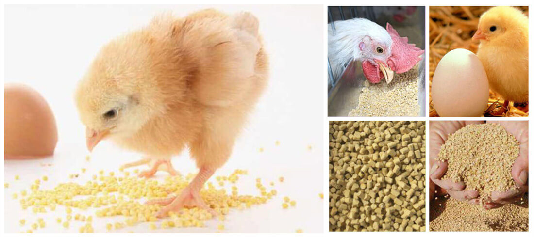 Chicken Feed Pellet Plant/Poultry Feed Pellet Making Machine | Pellet  Making Machines Supplier